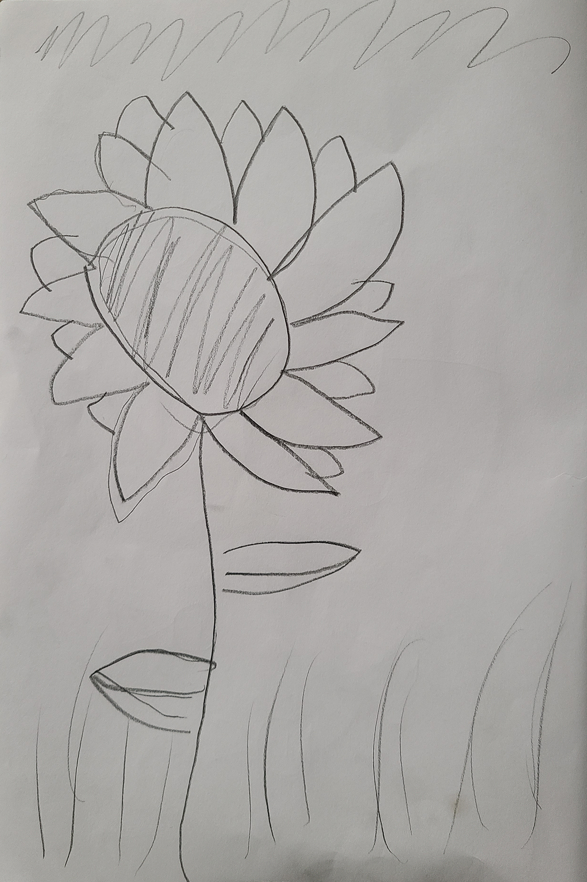 Flower sketch